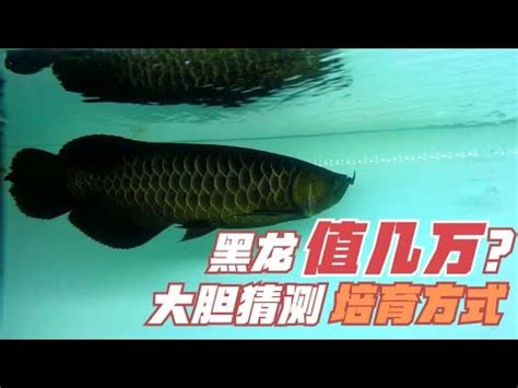 黑龍魚價格